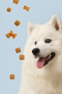 Thức ăn điều trị cho chó